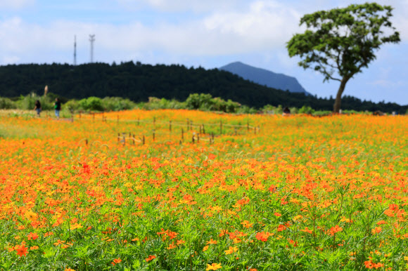 21일 오전 제주 서귀포시 안덕면 신화월드 내 신화가든에 황화 코스모스 등이 피어 가을 정취를 자아내고 있다. 2023.8.21 연합뉴스