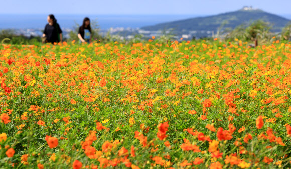 21일 오전 제주 서귀포시 안덕면 신화월드 내 신화가든에 황화 코스모스 등이 피어 가을 정취를 자아내고 있다. 2023.8.21 연합뉴스