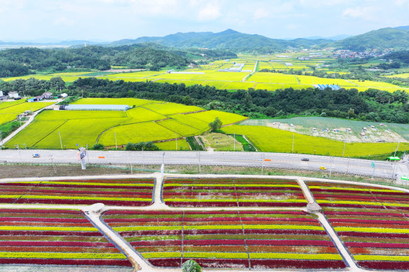 절기상 처서(處暑)를 이틀 앞둔 21일 강원 철원군 고석정 꽃밭에 각종 가을꽃이 화려하게 만발해 있다. 철원지역 대표 관광지인 고석정 꽃밭은 내달 문을 열 예정이다. 2023.8.21 연합뉴스