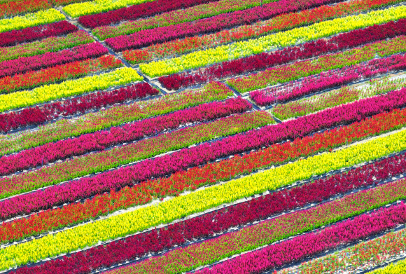 절기상 처서(處暑)를 이틀 앞둔 21일 강원 철원군 고석정 꽃밭에 각종 가을꽃이 화려하게 만발해 있다. 철원지역 대표 관광지인 고석정 꽃밭은 내달 문을 열 예정이다. 2023.8.21 연합뉴스