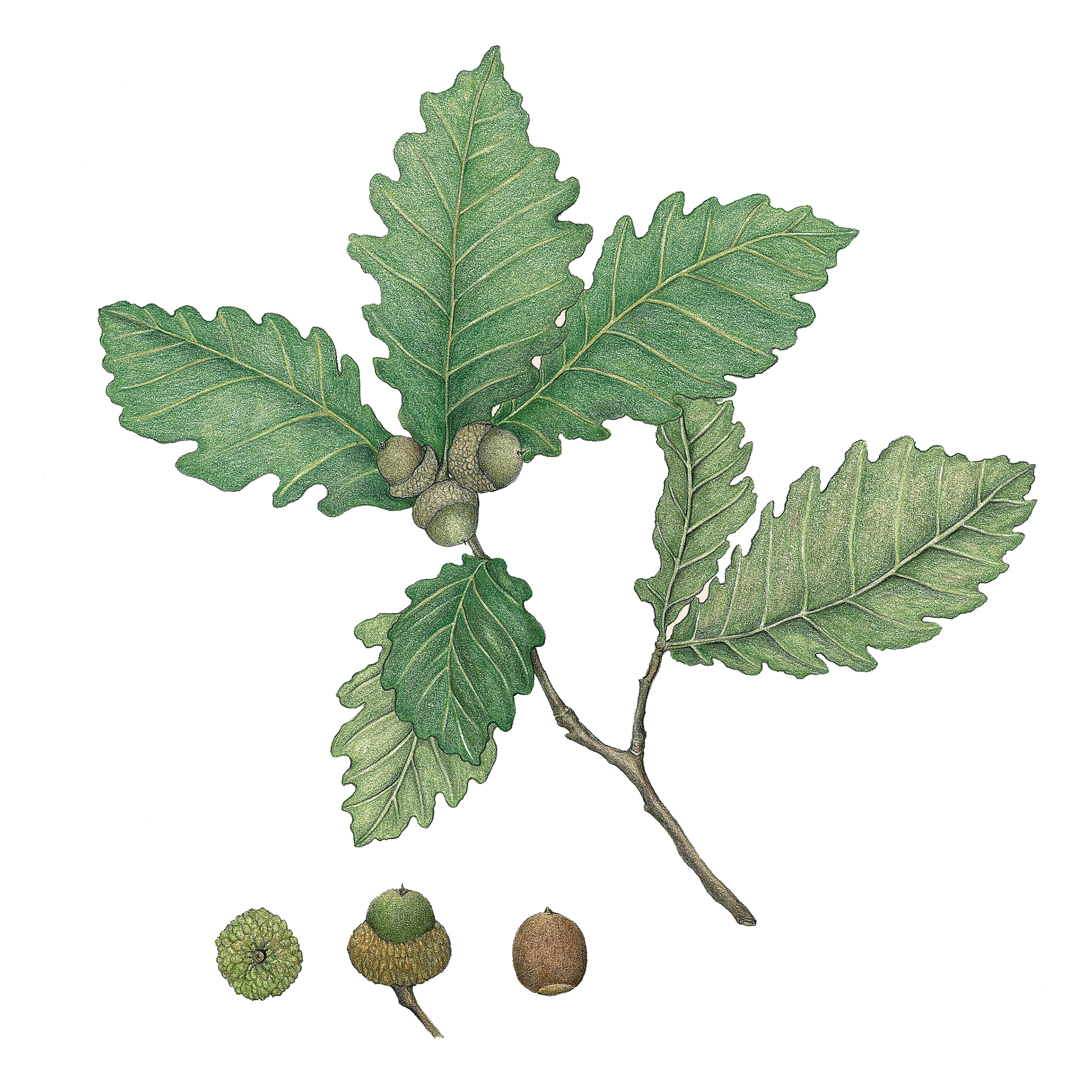 참나무속 식물의 열매인 도토리는 대표적인 견과다. 그림은 신갈나무의 열매.