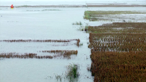 김정은 북한 국무위원장이 지난 21일 평안남도 간석지건설종합기업소 안석간석지 피해복구 현장을 현지지도 했다고 조선중앙통신이 22일 보도했다. 사진은 바닷물에 제방이 파괴되면서 침수된 농경지 모습. 2023.8.22. 조선중앙TV 화면·연합뉴스