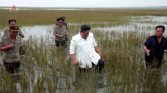 김정은 북한 국무위원장이 지난 21일 평안남도 간석지건설종합기업소 안석간석지 피해복구 현장을 현지지도 했다고 조선중앙통신이 22일 보도했다. 김 위원장이 흰색 상의와 검은색 바지를 입고 팔을 걷어붙인 채 허벅지까지 이르는 물에 잠긴 논에 직접 들어가는 모습을 연출했다. 2023.8.22. 조선중앙TV 화면·연합뉴스