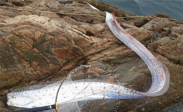전북 군산 고군산군도 해안에서 처음 발견된 심해 희귀 어종 ‘산갈치’. 사진 국립해양생물자원관 제공