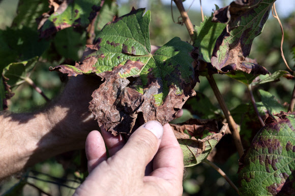프랑스의 유명 와인 생산지 중 하나인 남서부 보르도 지방의 한 포도원 나무들이 지난 24일(현지시간) 백분병(Mildew, 곰팡이병) 피해를 입어 시들어버렸다. 농업회의소 자료에 따르면 이 지역 포도농의 90%가 타격을 입은 것으로 집계됐다. EPA 자료사진 연합뉴스