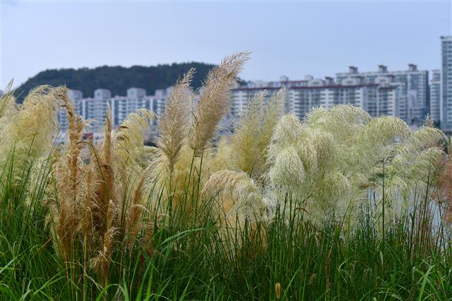 가을 아침 반기는 억새