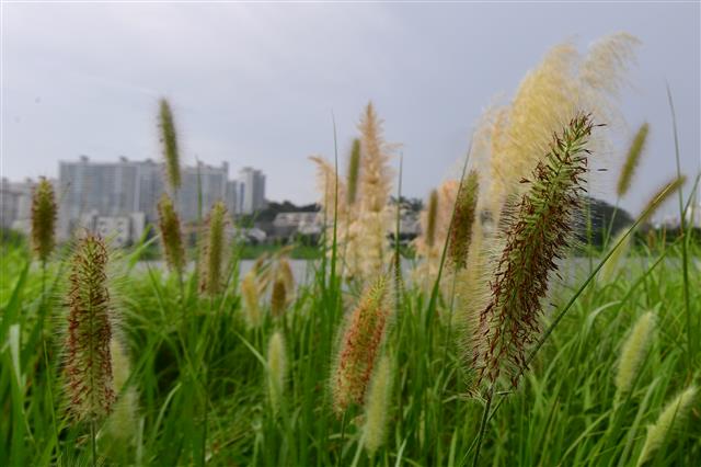 가을비 반기는 억새