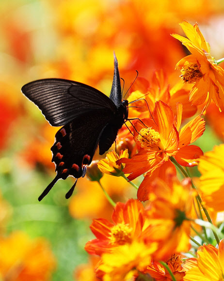 1일 오후 경기도 용인시 에버랜드 ‘땡스기빙 가든’에서 긴꼬리제비나비가 황화 코스모스 위에 앉아 있다. 2023.9.1 연합뉴스