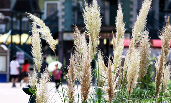 1일 오후 경기도 용인시 에버랜드 ‘땡스기빙 가든’을 찾은 시민들이 가을 정취를 만끽하고 있다. 2023.9.1 연합뉴스