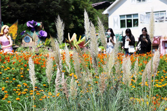 1일 오후 경기도 용인시 에버랜드 ‘땡스기빙 가든’을 찾은 시민들이 가을 정취를 만끽하고 있다. 2023.9.1 연합뉴스
