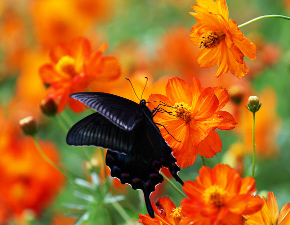 1일 오후 경기도 용인시 에버랜드 ‘땡스기빙 가든’에서 긴꼬리제비나비가 황화 코스모스 위에 앉아 있다. 2023.9.1 연합뉴스