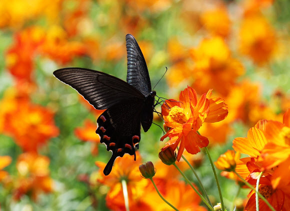 1일 오후 경기도 용인시 에버랜드 ‘땡스기빙 가든’에서 긴꼬리제비나비가 황화 코스모스 위에 앉아 있다. 2023.9.1 연합뉴스
