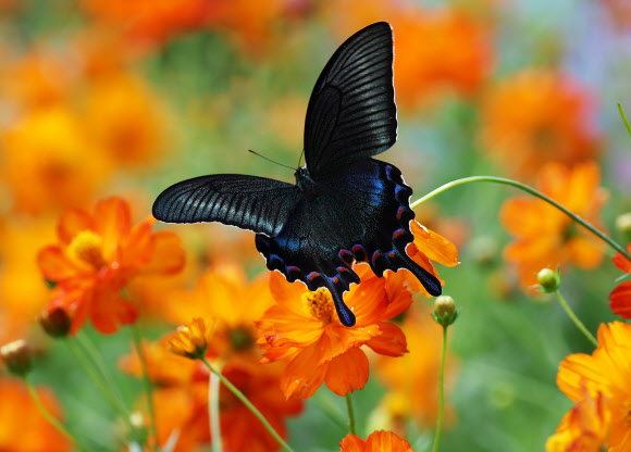 1일 오후 경기도 용인시 에버랜드 ‘땡스기빙 가든’에서 긴꼬리제비나비가 황화 코스모스 위에 앉아 있다. 2023.9.1 연합뉴스