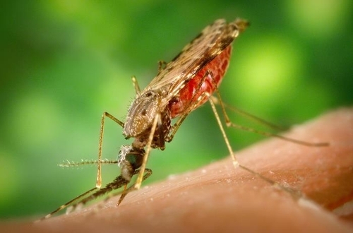기후변화로 인해 말라리아, 황열병, 뎅기열 등을 옮기는 아노펠리스 모기의 서식지가 점점 확대되고 있다. 미국 질병통제예방센터(CDC) 제공