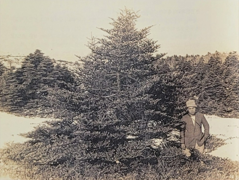 1920년 구상나무 신종을 발표한 어니스트 헨리 윌슨이 한라산 구상나무 조사 당시의 모습. 제주도세계유산본부 제공