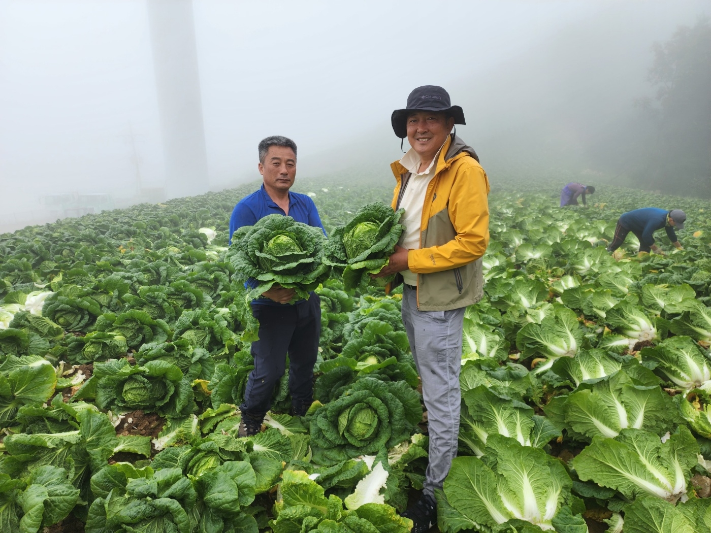 산마을영농조합 김우성 대표(오른쪽)와 농민이 강원도 강릉시 왕산면 안반데기 마을에서 수확한 안반데기 배추를 들고있다. 롯데마트 제공