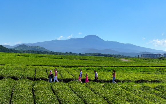 화창한 날씨를 보인 6일 오전 제주 서귀포시 안덕면 서광리 오설록 녹차밭을 찾은 관광객들이 가을 정취를 만끽하고 있다. 2023.9.6 연합뉴스