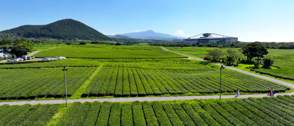 화창한 날씨를 보인 6일 오전 제주 서귀포시 안덕면 서광리 오설록 녹차밭을 찾은 관광객들이 가을 정취를 만끽하고 있다. 2023.9.6 연합뉴스