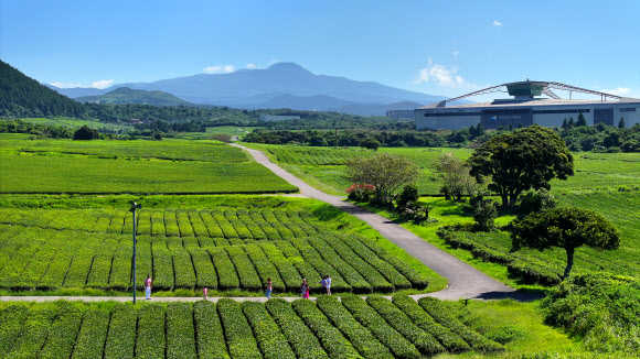 화창한 날씨를 보인 6일 오전 제주 서귀포시 안덕면 서광리 오설록 녹차밭을 찾은 관광객들이 가을 정취를 만끽하고 있다. 2023.9.6 연합뉴스