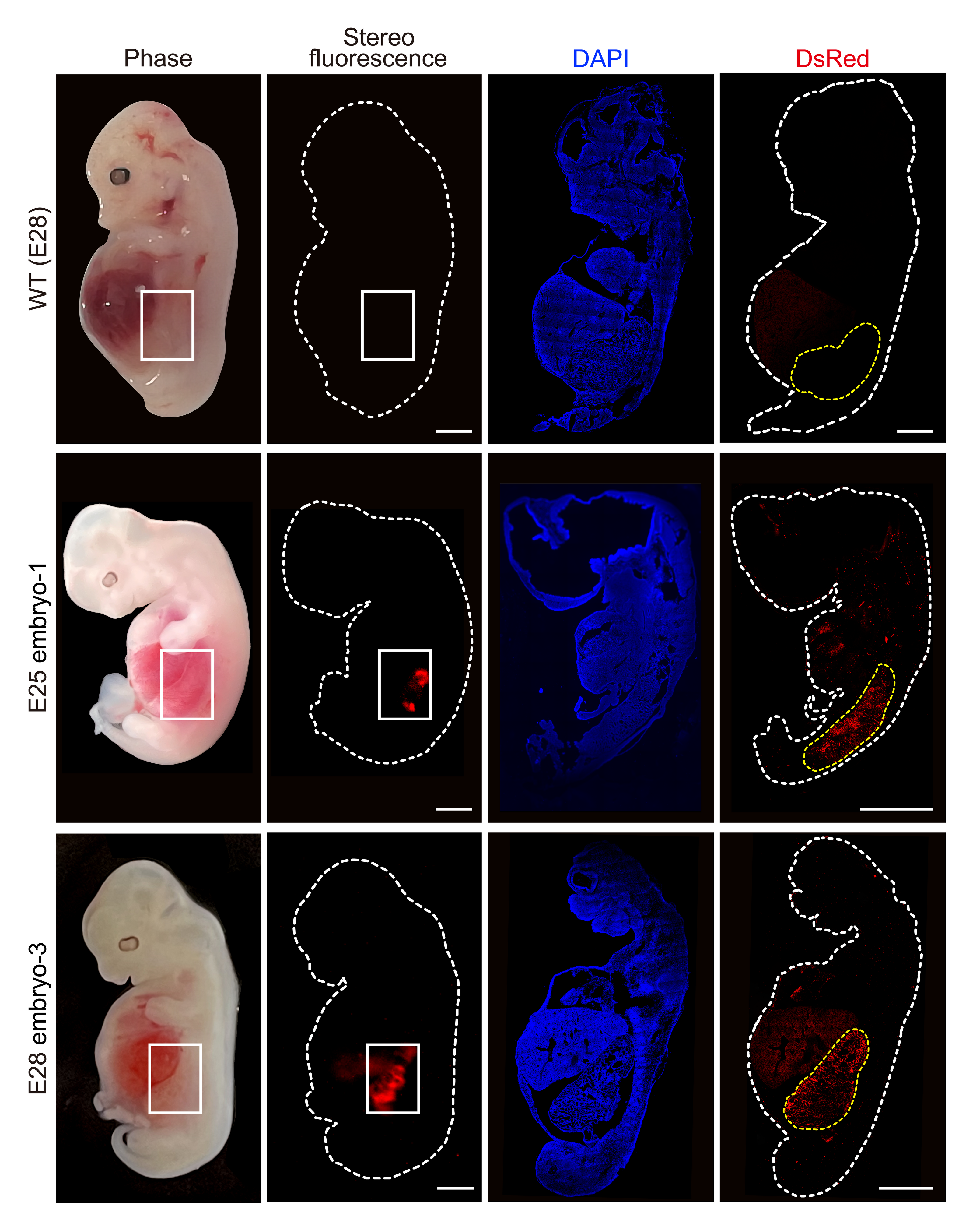 돼지와 인간 세포를 결합시킨 키메라가 돼지 몸 속에서 25~28일 동안 성장한 뒤 인간화 신장(붉은색)을 형성한 모습. 사람에게 이식시킬 수 있는 신장 개발의 첫 단계를 성공적으로 넘어선 것으로 평가받고 있다.  셀 스템 셀 제공