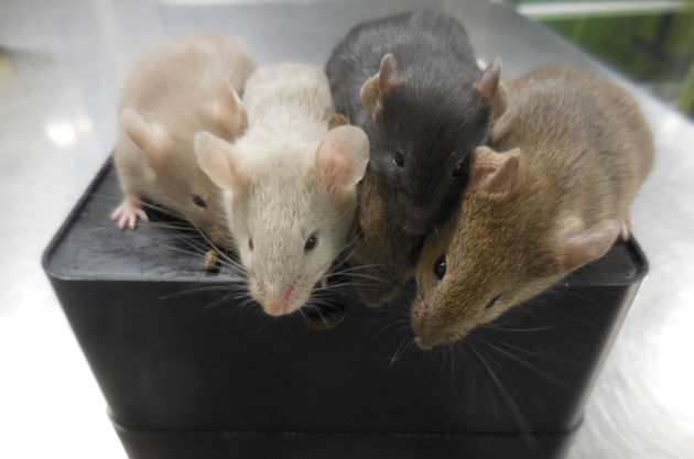 2021년 9월 일본 오사카에서 줄기세포 추출을 통해 태어난 지 4주 된 쥐들의 모습이 올해 3월 네이처 지에 최초로 게재되었다. 이스라엘 와이즈만연구소는 인체 줄기세포를 이용한 인간 태아의 배아 모델을 만들어 각종 생체실험에 성공했다고 9월6일 ‘사이언스’지를 통해 밝혔다. AP 뉴시스