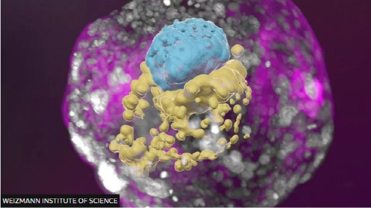 수정 14일째에 해당하는 줄기세포 유래 인간 배아 모델. 실제 인간 배아처럼 난황주머니(노란색)와 양막(파란색)이 붙어 있고, 태반(분홍색)이 될 세포로 둘러싸여 있다. 이스라엘 와이즈만 연구소