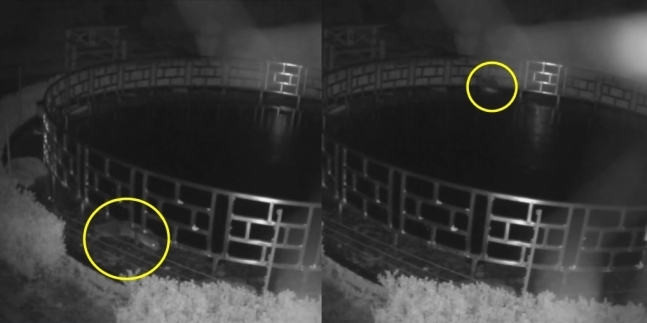 영국 체스터 인근의 그로스베너 풀퍼드 호텔 연못에 수달이 전기 펜스를 피해 들어가고 있다. 그로스베너 풀퍼드 호텔 페이스북