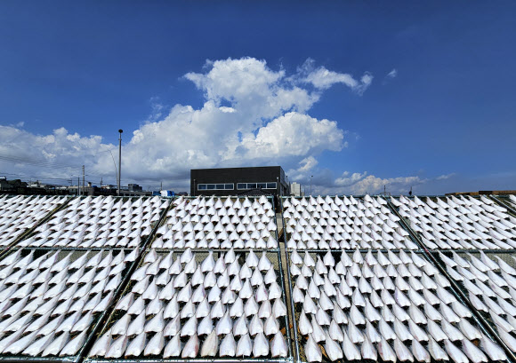 11일 부산 기장군 일광면 칠암 물양장에서 가자미가 가을 햇볕에 건조되고 있다. 2023.9.11 연합뉴스
