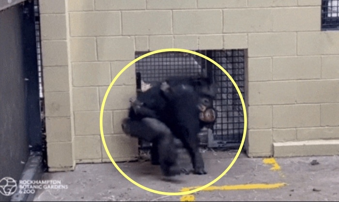 철문이 열리자 너나 할 것 없이 달려가 서로를 부둥켜 안고 있는 어미 침팬지 사만다와 새끼 간달리. 록햄프턴 동물원 페이스북 캡처