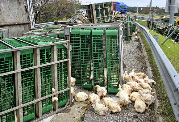 14일 오전 11시 37분께 순천∼완주고속도로 상행선 서남원IC 인근을 달리던 트럭이 넘어져 짐칸에 실린 닭들이 도로 위를 활보하고 있다. 2023.9.14. 전북소방본부 제공