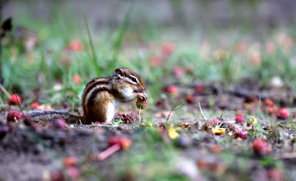 14일 강원 강릉시 구정면 숲에서 다람쥐가 비가 내리는 궂은 날씨 속에 산딸나무 열매를 먹고 있다. 2023.9.14 연합뉴스