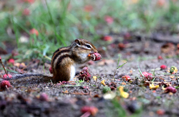 14일 강원 강릉시 구정면 숲에서 다람쥐가 비가 내리는 궂은 날씨 속에 산딸나무 열매를 먹고 있다. 2023.9.14 연합뉴스