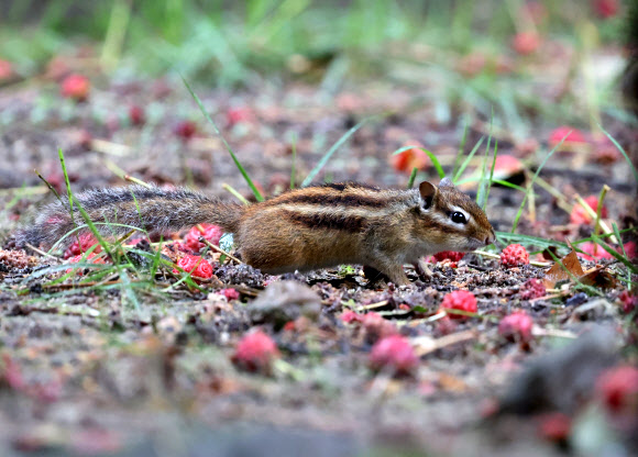 14일 강원 강릉시 구정면 숲에서 다람쥐가 비가 내리는 궂은 날씨 속에 산딸나무 열매를 먹고 있다. 2023.9.14 연합뉴스