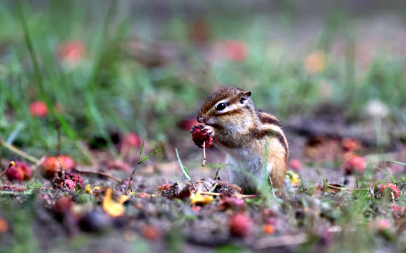 14일 강원 강릉시 구정면 숲에서 다람쥐가 비가 내리는 궂은 날씨 속에 산딸나무 열매를 먹고 있다. 2023.9.14 연합뉴스