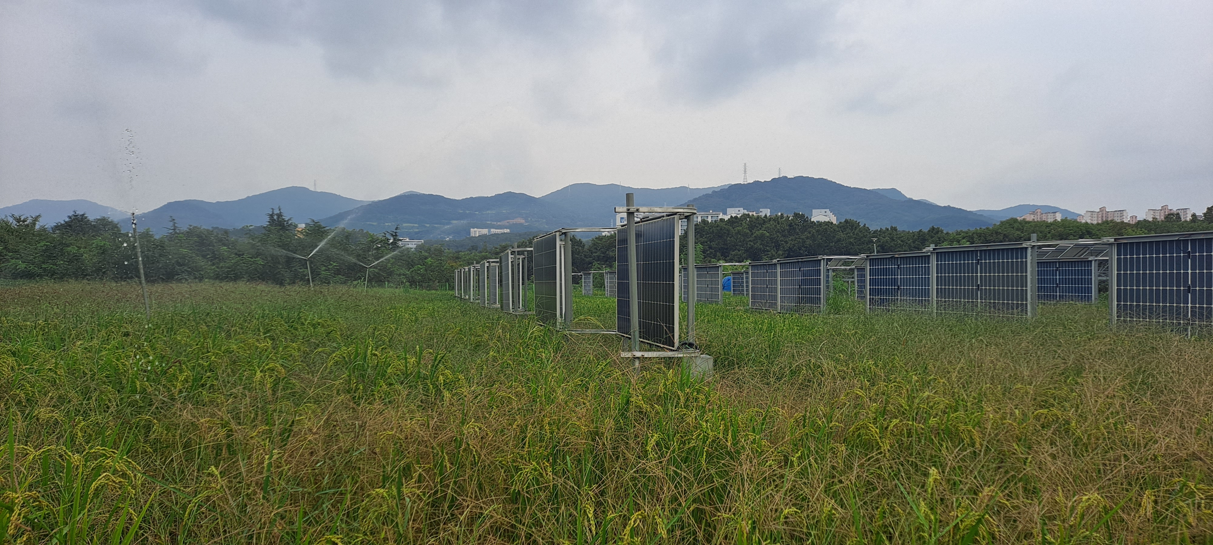 영남대 영농형태양광 실증단지에 수직형 태양광 모듈이 설치된 모습