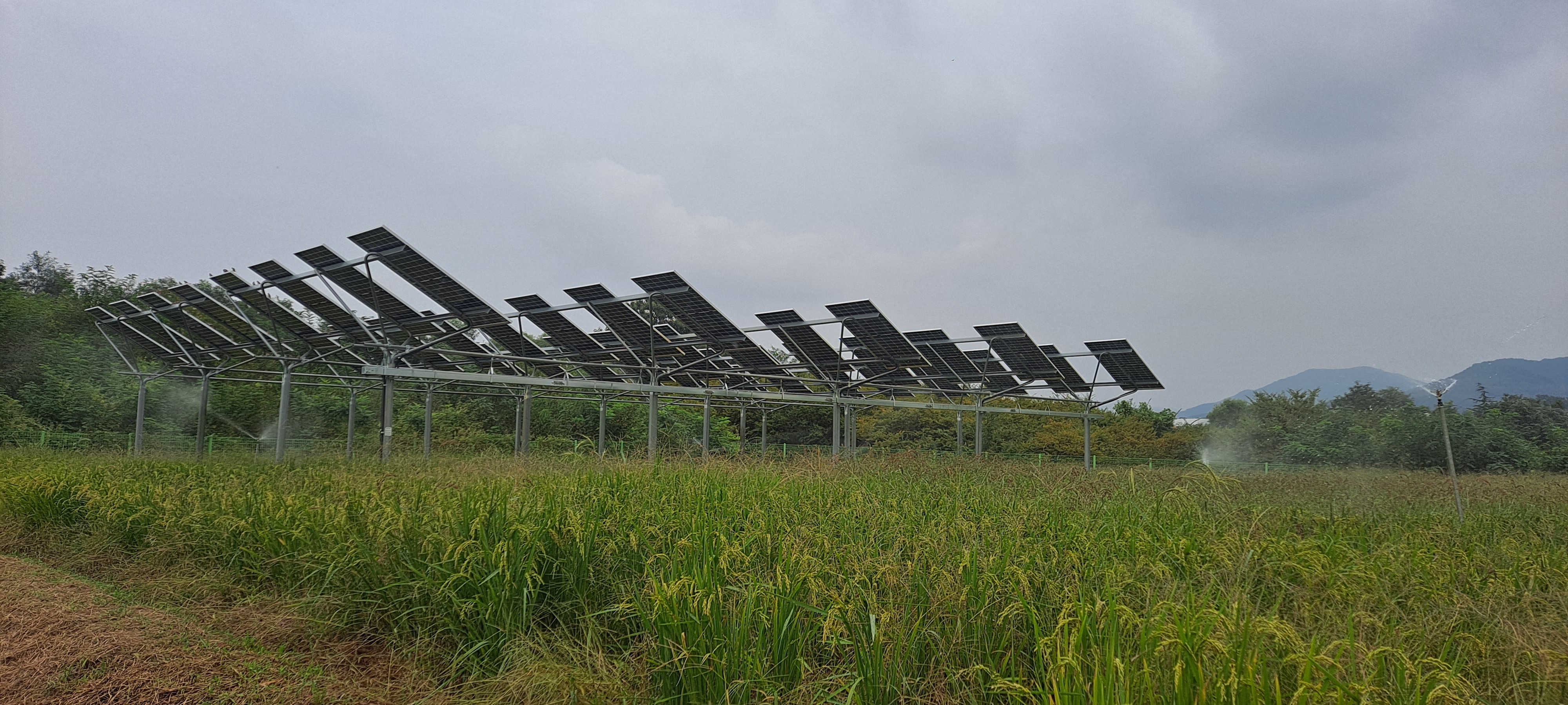 영남대 영농형태양광 실증단지에  설치된 영농형 태양광 전용 협소형 모듈. 그 아래에는 벼가 재배되고 있다.