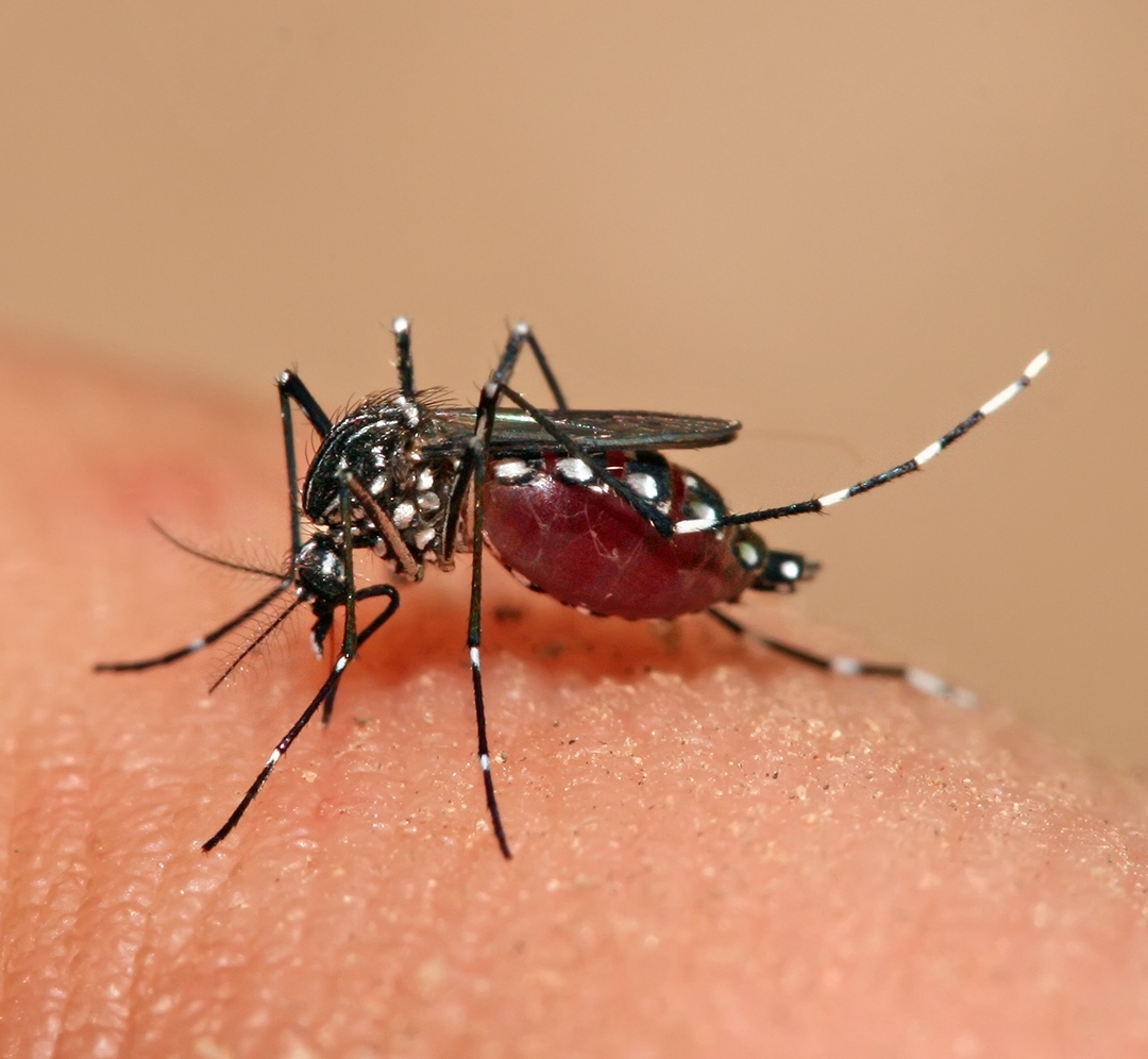 뎅기열 바이러스를 가지고 있는 이집트숲 모기.  위키피디아