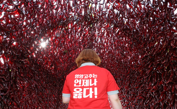 경북 영양군이 18일 오후 서울 중구 서울광장에서 연 ‘영양고추 HOT 페스티벌’에서 한 관계자가 ‘영양고추는 언제나 옳다’라고 적힌 티셔츠를 입고 고추터널을 지나가고 있다.  이번 축제에서는 50여개 농가와 영양고추유통공사, 영양농협, 남영양농협 등 고춧가루 가공업체가 영양고추와 다양한 농특산물을 도시 소비자들에게 선보인다. 2023.9.18. 연합뉴스