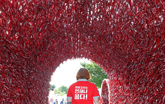 경북 영양군이 18일 오후 서울 중구 서울광장에서 연 ‘영양고추 HOT 페스티벌’에서 한 관계자가 ‘영양고추는 언제나 옳다’라고 적힌 티셔츠를 입고 고추터널을 지나가고 있다.  이번 축제에서는 50여개 농가와 영양고추유통공사, 영양농협, 남영양농협 등 고춧가루 가공업체가 영양고추와 다양한 농특산물을 도시 소비자들에게 선보인다. 2023.9.18. 연합뉴스