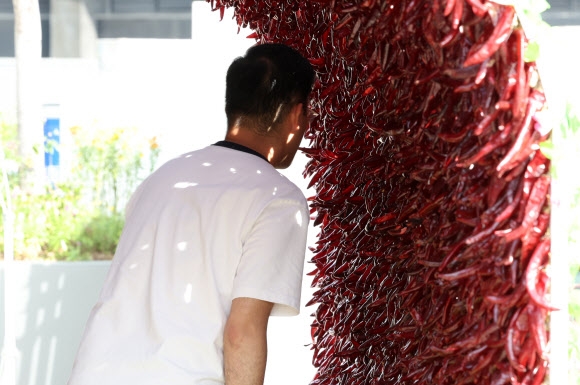 경북 영양군이 18일 오후 서울 중구 서울광장에서 연 ‘영양고추 HOT 페스티벌’에서 시민들이 고추터널을 지나가고 있다.  이번 축제에서는 50여개 농가와 영양고추유통공사, 영양농협, 남영양농협 등 고춧가루 가공업체가 영양고추와 다양한 농특산물을 도시 소비자들에게 선보인다. 2023.9.18 연합뉴스