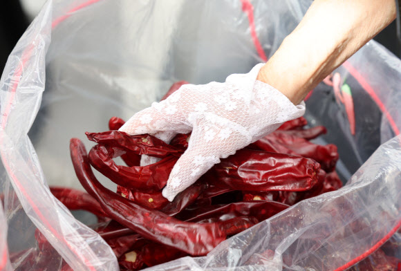 경북 영양군이 18일 오후 서울 중구 서울광장에서 연 ‘영양고추 HOT 페스티벌’에서 시민들이 고추를 둘러보고 있다. 이번 축제에서는 50여개 농가와 영양고추유통공사, 영양농협, 남영양농협 등 고춧가루 가공업체가 영양고추와 다양한 농특산물을 도시 소비자들에게 선보인다. 2023.9.18 연합뉴스