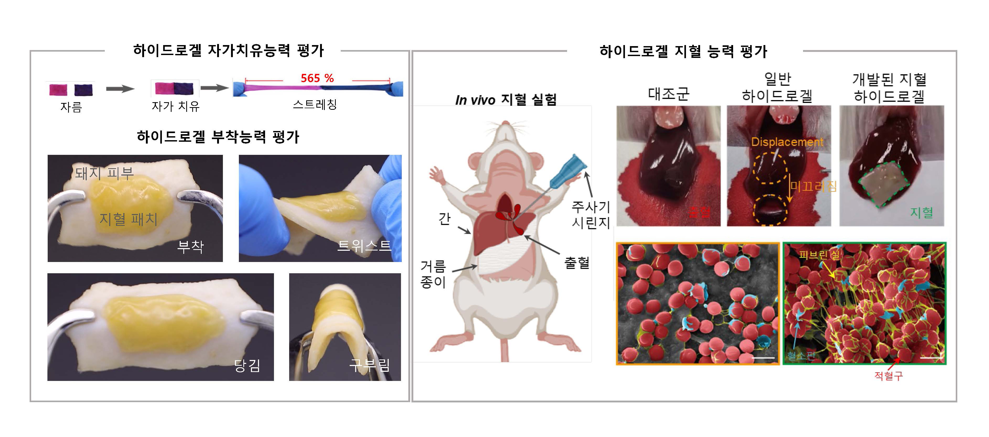 지혈 하이드로겔 패치 실험 장면