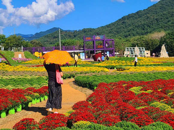 22일 강원 인제군 북면 용대관광지 일대에서 ‘가을꽃축제’가 개막했다. ‘인제에서 꽃길만 걷자’를 테마로 열리는 이번 축제는 다음달 15일까지 이어진다.  2023.9.22 연합뉴스