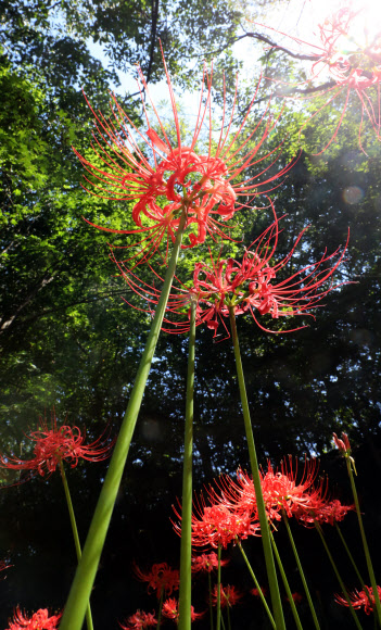 21일 오후 인천 남동구 인천대공원에 가을을 알리는 꽃무릇이 피어 있다.  2023.09.22. 뉴시스