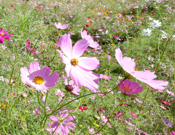 21일 오후 인천 남동구 인천대공원 어울정원에 가을을 알리는 코스모스가 만개해 있다.  2023.09.22. 뉴시스