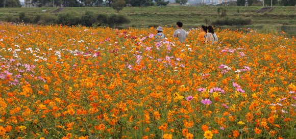 황금연휴 마지막 날인 3일 오전 경북 경산시 하양유원지에 활짝 핀 코스모스 사이로 시민들이 나들이하고 있다. 2023.10.3 연합뉴스