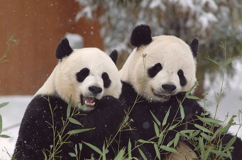 자이언트 판다 메이샹(왼쪽)과 톈톈이 미국 워싱턴DC 스미스소니언 동물원에서 즐거운 한때를 보내고 있다. CGTN 캡처·워싱턴 연합뉴스