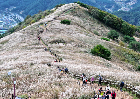 민둥산 억새 천국