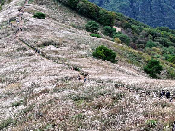 민둥산 억새 천국