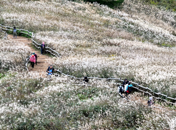 민둥산 억새 장관